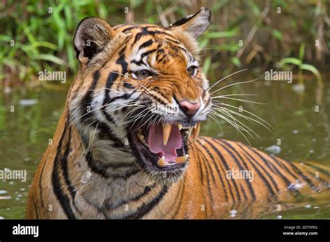 Sumatran Tiger Panthera Tigris Sumatrae Sumatran Tigers Are A