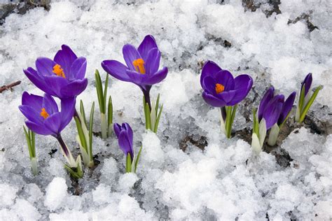 Purple Flowers In Snow Top Rated Drug Rehab And Alcohol Treatment
