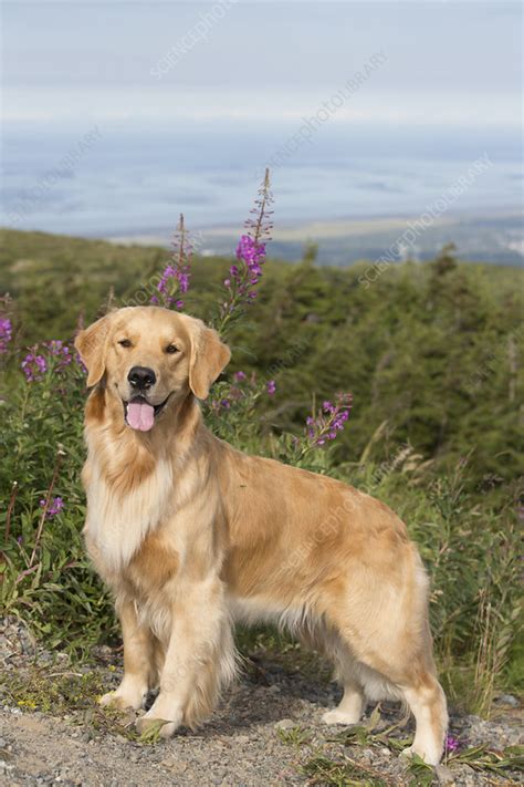 Female Golden Retriever Standing By Fireweed Flower Stock Image