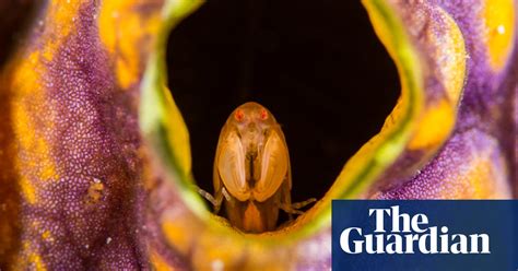 Australian Geographic Nature Photographer Of The Year 2019 In Pictures Environment The