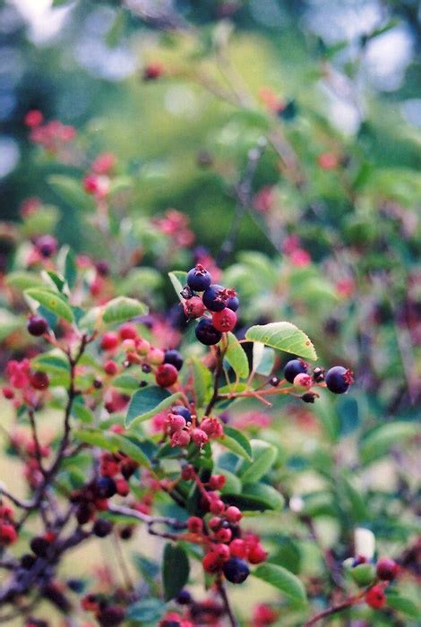 Behold Bountiful Edible Berries In Colorado