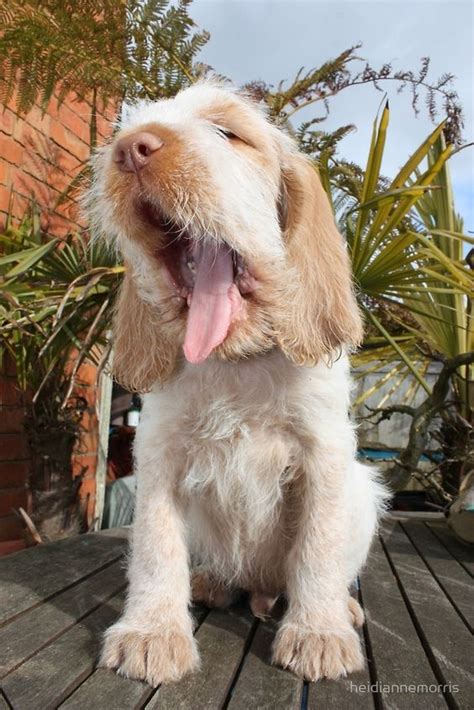 1,364 likes · 98 talking about this. Spinone Italiano Puppies