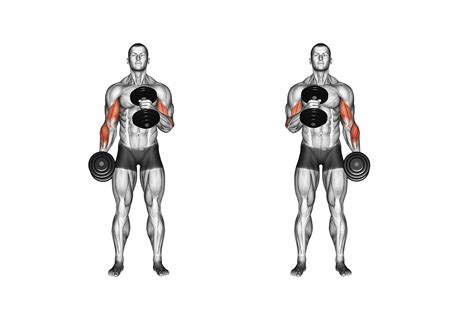 The Best Workout For Bigger Stronger Biceps Prosourcefit