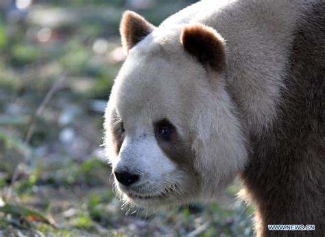Qizai Un Rare Panda Géant Brun Et Blanc De La Base De Recherche De