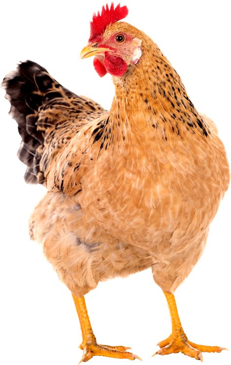 Chicken Png Transparent Image Chicken Hen Png Image With Transparent