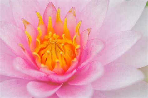 Pink Lotus Flower Blooming In The Pool Stock Image Image Of Float