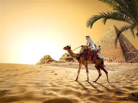 Desert And Camel Wallpaper Hd