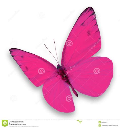 Pink Butterfly Stock Photo Image Of Black Collection