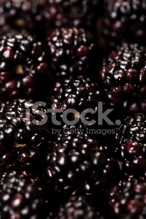 Blackberries Stock Photo Royalty Free FreeImages