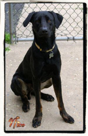 A link to the lab adoption application form is below. LAB/DOBERMAN for ADOPTION in ENGLEWOOD, NJ