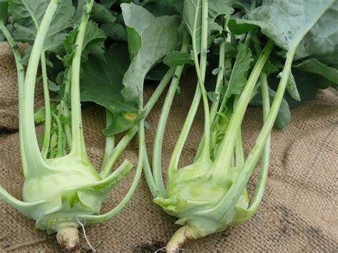 Wild Cabbage Brassica Oleracea Tronchuda Group North Carolina