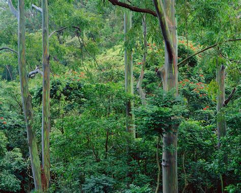Eucalyptus Forest Smithsonian Photo Contest Smithsonian Magazine