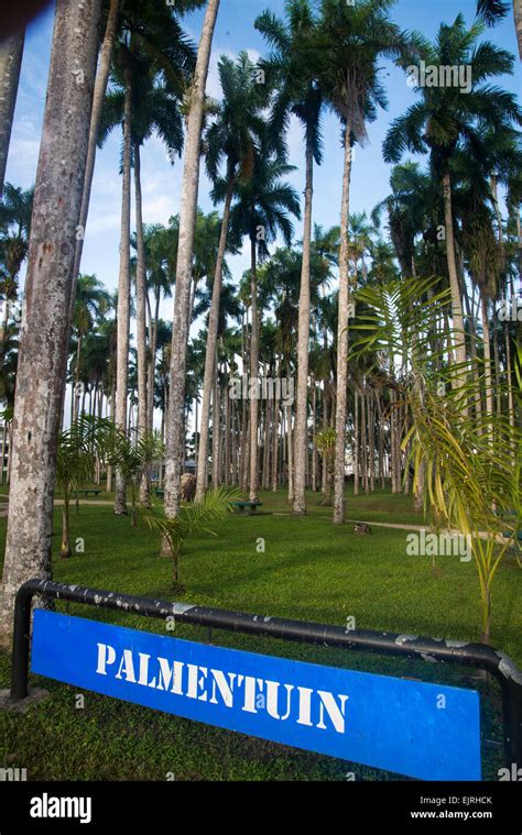 Palmentuin Palm Garden Paramaribo Suriname Stock Photo Alamy