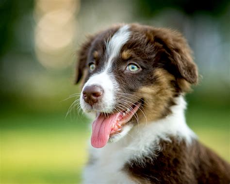 71 Most Cute Australian Shepherd Puppies Pictures And Photos