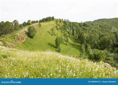 Mountains Covered With Green Grass And Trees In Summer Stock Image