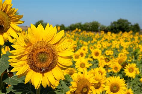 Sunflowers Flower Sunflower Free Photo On Pixabay Pixabay