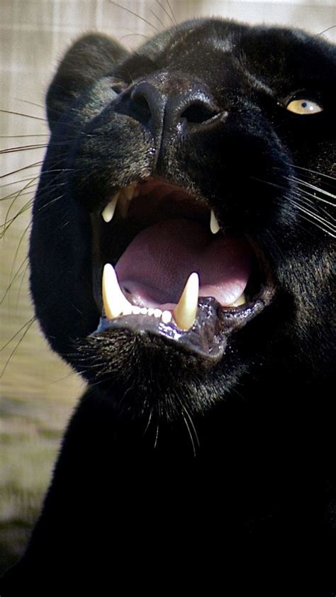 pin de Люда em Большие кошки pantherinae animais
