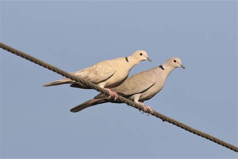 Why Are So Many Eurasian Collared Doves Leucistic The Cottonwood Post