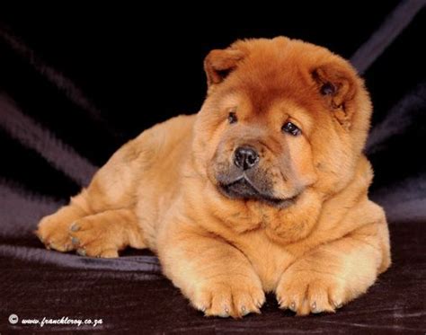 Red Chow Chow Puppies Chow Chow Puppy Boo The Dog Really Cute Dogs