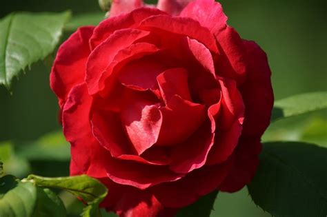 Red Rose Flower Close Up Free Image Download