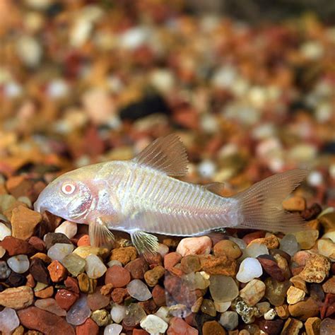 Albino Aeneus Cory Cat Tropical Fish For Freshwater Aquariums