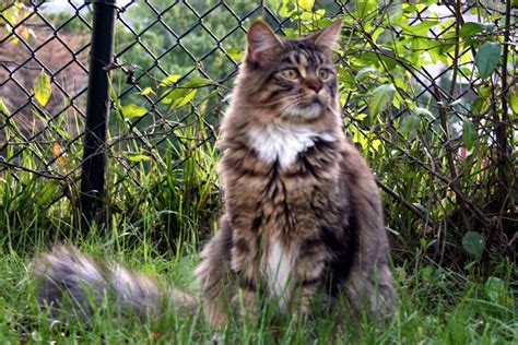 Certain factors affect a cat's ideal weight, including whether they're spayed or neutered, their breed and their overall health. Maine Coon Growth And Weights - Maine Coon Fancy