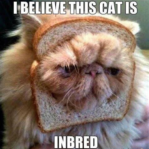 100 Funniest Cat Memes Ever 2022