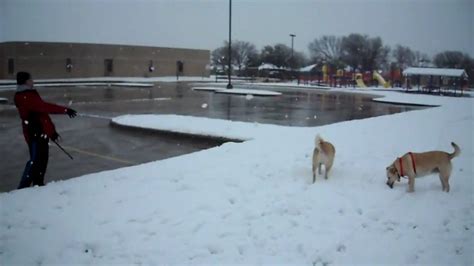 Snow Dogs Youtube