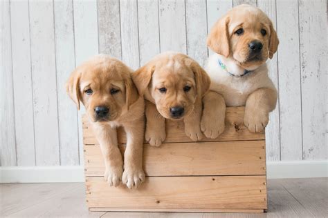 Hd Wallpaper Golden Retriever 4k Cute Puppies Canine Dog Domestic