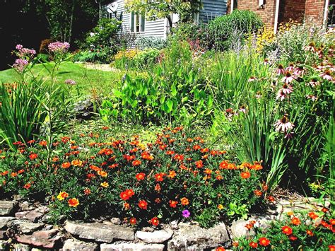 Click here to play the animation. Video-Pflanze Essbare Blüten Im Heimischen Garten Oder ...