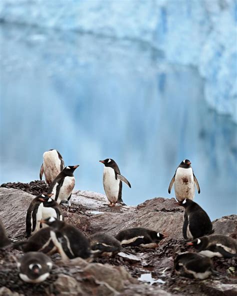 Save 30 On National Geographic Antarctica Cruises Travel Codex