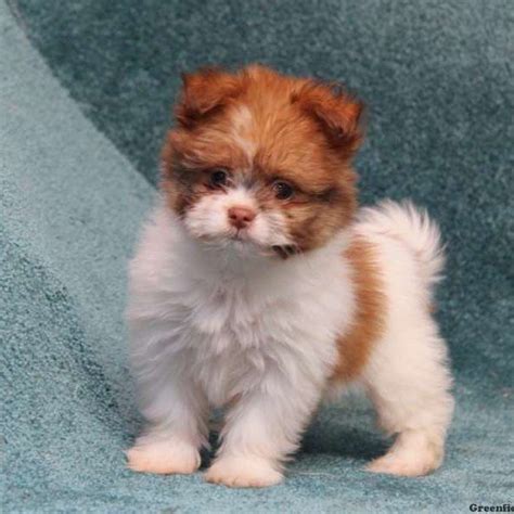 Shih Tzu Pomeranian Puppies For Sale Near Me Pets Lovers