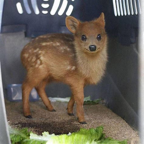 The Worlds Smallest Deer The Pudú Aww