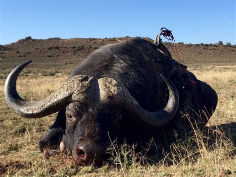 Hunt Cape Buffalo In South Africa Discount African Hunts