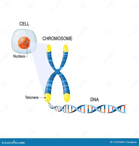 Telomeres Estructura De Célula Ilustración Del Vector Ilustración De