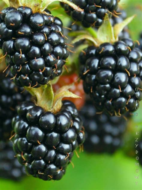 Czy jeżyna to czarna malina? | Ogród przydomowy - blog ogrodniczy, uprawa warzyw
