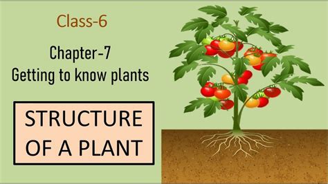 Structure Of Plant Chapter 7 Getting To Know Plants Science