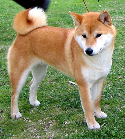 Weitere ideen zu hunde, hund zitat, lustige tiere. Was für ein Hund ist dass hier, so süß? (Welpen)
