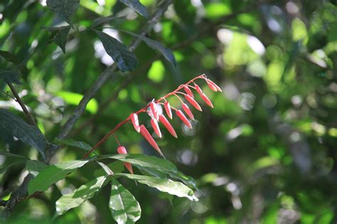 With over 500,000 species of wild animals, many rare, endangered and endemic, costa rica animals are some of the most diverse in the world. Flowers in the Costa Rican rainforest | Plant leaves ...