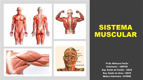Aula Sistema Muscular Sistema Muscular Anatomia Humana Endocrino Kulturaupice
