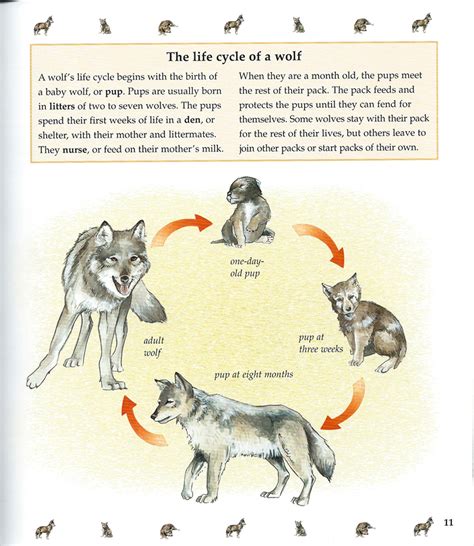 Canis Rufus Biology