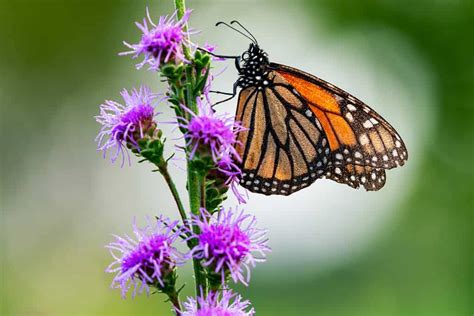 We did not find results for: Monarch Butterfly Wing Scales on flower - BestFarmAnimals