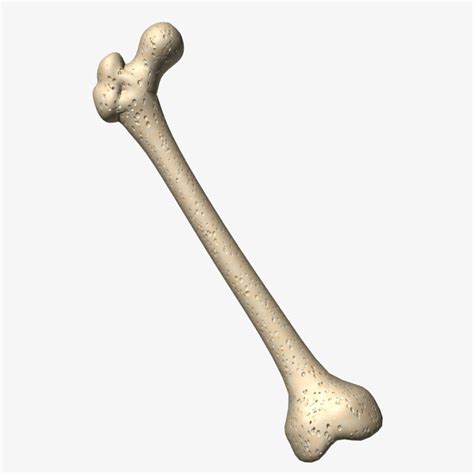 3d Long Bone Model Thigh Bone Femur 3d Model Cgstudio This Model