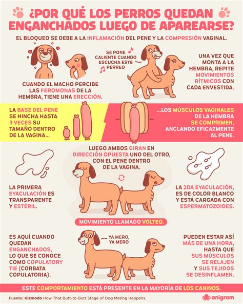 ¿por Qué Los Perros Se Quedan Pegados Publimetro México