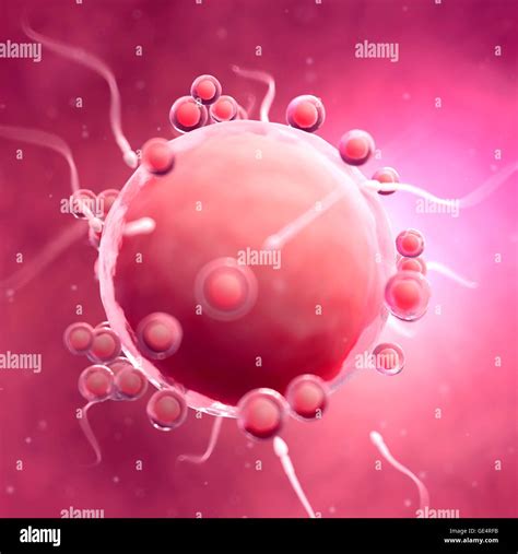 La Fertilización Del óvulo Humano Ilustración Fotografía De Stock Alamy