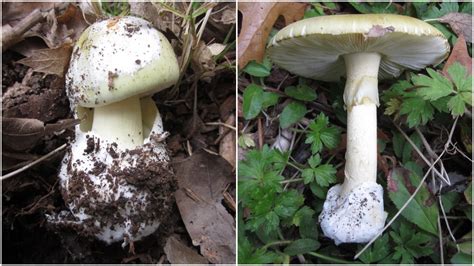 Toxic Death Cap Mushrooms Found At University Of