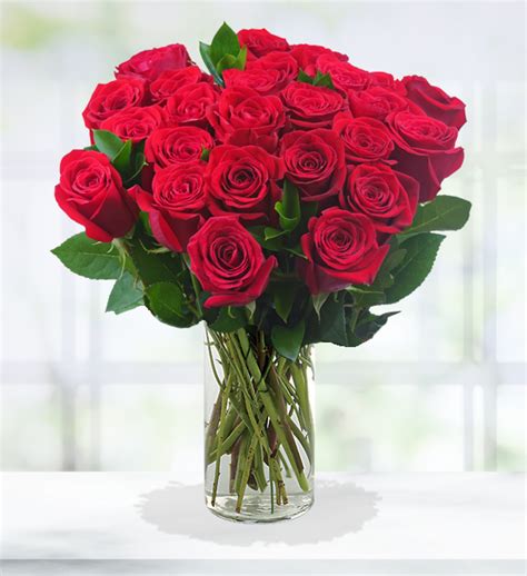 Dozen Roses Bouquet Ubicaciondepersonascdmxgobmx