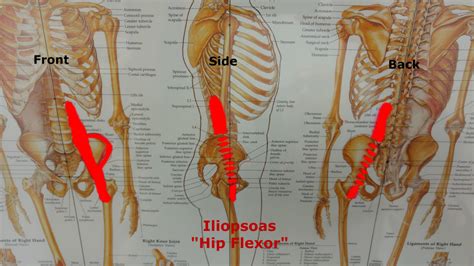 The hip flexors connect your hip bones to your leg bones. Not All Back Pain is Created Equal Pt.1 - The Human Body Shop