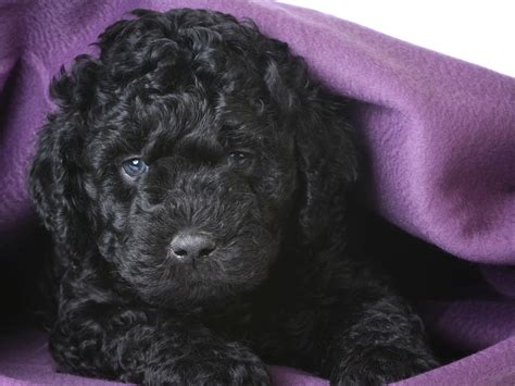 Barbet Puppy Under Purple Blanket The Barbet Is A Rare Breed Whos