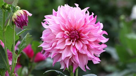 When Is The Best Time Of Year To Plant Dahlias
